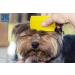 LovinPup Double Sided Dog Flea Comb - Professional Grooming and Lice Comb Set for Cats and Dogs - Buy Online on SooperMarket.com