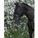 Riving World Bridon French Noseband - Premium Yellow Brown Horse Tack for Sale | International Shipping Available - Buy Online on SooperMarket.com