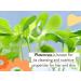 Babo Botanicals Sensitive Baby Fragrance-Free Miracle Balm - Organic All-Purpose Salve - 3.35 oz - Buy Online on SooperMarket.com
