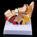 Ear Human Anatomy Model 1.5 Times Life Size Medical Training Support - Buy Online on SooperMarket.com