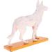 Nicfaky Anatomical Dog Model Acupuncture Anatomy Acupuncture Point Model of the Dog Body with 72 Acupuncture Points Study Model - Buy Online on SooperMarket.com