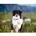 BIXBI Rawbble Freeze Dried Dog Food Duck Recipe 4.5 oz - 95% Meat & Organs, No Fillers - USA Made in Small Batches - Buy Online on SooperMarket.com