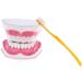 F Fityle 2X Magnification Model Teeth - Removable PVC for Dental Education | International Shipping Available - Buy Online on SooperMarket.com