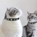 Personalized Leather Cat Collar with Bell and Rhinestone - Adjustable Safety Collar for Cats and Kittens (Black, 7-10 Inch) - Buy Online on SooperMarket.com