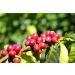 Java Kayumas Green Coffee Beans - 500g | Highland Raw Coffee Beans - Buy Online on SooperMarket.com