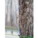47 North Canadian Organic Single Source Maple Sryup Grade A Very Dark 250g Strong in taste and so perfect for baking glazing for hearty meat barbeque and also in the c - Buy Online on SooperMarket.com
