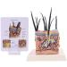 Dog Canine Skin Anatomy Anatomical Veterinary Veterinary Model Display