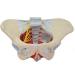 Basin Muscular Template - Woman Pelvic Floor Muscle Nerve Perineal Ligament Model - Anatomical Medical Basin with Pelvian Floor Muscles and Model