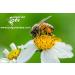 500g Raw Wildflower & Forest Herb Bee Pollen - Pure & Unheated - Buy Online on SooperMarket.com