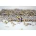 1 KILO SUPERB FINEST FRENCH PROVENCE DRIED LAVENDER DELIGHTFUL FRESH POST FREE - Buy Online on SooperMarket.com