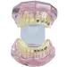 LBYLYH Teeth Model Pink Model Orthodontic Dental Studio or Question Educational Toy Tool