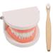 TOSSPER 1set False Tooth Mold Children Early Learning Kids Intelligence Brushing Tooth Teaching Aids Simulated Prop One Size