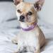 Buy Tagme Personalized Purple Dog Collar for Small Dogs | Embroidered Reflective Nylon with Pet Name & Phone Number - International Shipping Available - Buy Online on SooperMarket.com