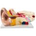 Unisex Adult Oversized Ears Model 29x17cm PVC Plastic Removable Model anatomiesystem for Medical