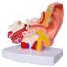 Human Anatomy Model Ear Model for Desktop 1.5 Times its Size NATU Medical Training Support