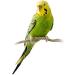 NESTOR Budgie Bird Food Treats - 12 Nibble Sticks with Honey Egg & Forest Fruit | International Shipping - Buy Online on SooperMarket.com