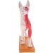 Nicfaky Anatomical Dog Model Acupuncture Anatomy Acupuncture Point Model of the Dog Body with 72 Acupuncture Points Study Model - Buy Online on SooperMarket.com