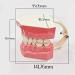 LBYLYH Dental Implant Teeth - Oral Care Brush Model & Educational Dental Template for Early Childhood Learning - Buy Online on SooperMarket.com