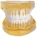 LBYLYH Model of Tooth Teeth Adult Replica Model Medical Dental Teaching Tools