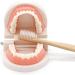 TOSSPER 1set False Tooth Mold Children Early Learning Kids Intelligence Brushing Tooth Teaching Aids Simulated Prop One Size - Buy Online on SooperMarket.com