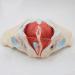 Basin Muscular Template - Woman Pelvic Floor Muscle Nerve Perineal Ligament Model - Anatomical Medical Basin with Pelvian Floor Muscles and Model - Buy Online on SooperMarket.com