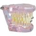 LBYLYH Pink Teeth Model - Orthodontic Dental Studio Educational Toy for Kids - Buy Online on SooperMarket.com