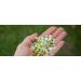 Wild Chamomile Herbs 40g handpicked from Greece Cretan Island mountains. - Buy Online on SooperMarket.com