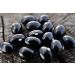 ROM AMERICA Small Korean Black Soybeans - 2 lb Pack - Healthy Superfood for Vegans & Vegetarians - Buy Online on SooperMarket.com