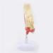 Anatomical Model Throat Nose Model of The Mouth of Nasal Cavity Medical Anatomical - Buy Online on SooperMarket.com