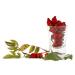 Buy 4oz Cold Pressed Rosehip Oil | Pure Rose Hip Seed Oil for Radiant Skin Face & Body Moisturizer Anti-Aging Benefits - International Shipping Available - Buy Online on SooperMarket.com