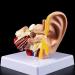 Ear Human Anatomy Model 1.5 Times Life Size Medical Training Support - Buy Online on SooperMarket.com