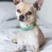 Tagme Personalized Dog Collar for Small Dogs - Embroidered Reflective Nylon Collar with Pet Name & Phone Number - Turquoise XS (1 Pack) - Buy Online on SooperMarket.com