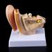 Desk Model Human Anatomy Ear 1.5-fold Size Model of Medical PVC Plastic - Buy Online on SooperMarket.com