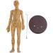 48Cm Model Anatomy Professional Medical Acupuncture Female with Meridian Points Soft Vinyl Material - Buy Online on SooperMarket.com