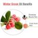 Salvia Winter Green Oil 100% Natural Pure Undiluted Uncut Essential Oil 30ml Winter Green 30 ml (Pack of 1) - Buy Online on SooperMarket.com