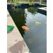 Barley straw for ponds - Barley straw treatment - Extract and treat blanket weed - Environmentally friendly - 3 for the price of 2 - From straw bale - Best value for money - Heist Store Ltd - Buy Online on SooperMarket.com