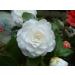 L'Erbolario Camellia - Refined Notes Of Camellia - Warmth Of Elemi And Amber - Exotic Spicy Essence Of Tonka Bean - Unique And Seductive Natural Fragrance - Floral Powdery Scent - 3.3 Oz EDP Spray Camellia 3.3 Ounce (Pack of 1) - Buy Online on SooperMarket.com