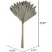 Vickerman Natural Botanicals 20" Natural Palm Sun Stem Real Preserved Foliage Stems Includes 12 Stems Per Pack - Buy Online on SooperMarket.com