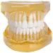 LBYLYH Model of Tooth Teeth Adult Replica Model Medical Dental Teaching Tools