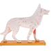 Nicfaky Anatomical Dog Model Acupuncture Anatomy Acupuncture Point Model of the Dog Body with 72 Acupuncture Points Study Model