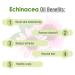 Pure Echinacea Oil 30ml | Natural Hair Care & Skin Care | Hydrate & Nourish - Buy Online on SooperMarket.com