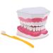 F Fityle 2X Magnification Model Teeth Lower Human Removable PVC