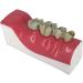 Buy LBYLYH Teeth Adult Replica Model - Realistic Dental Teaching Tool | Removable Tissues for Education & Practice - Buy Online on SooperMarket.com