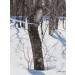 47 North Canadian Organic Maple Syrup Grade A Golden 250g - Single Source, 100% Pure (1 Bottle) - Buy Online on SooperMarket.com