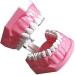 LBYLYH Dental Implant Teeth - Oral Care Brush Model & Educational Dental Template for Early Childhood Learning - Buy Online on SooperMarket.com