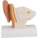 Human Ear Model 1.5 Times Natural Size Model with 2 Parts Illustrating Ear Regions Ear Cleaner Humans - Buy Online on SooperMarket.com
