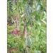 Royal Brand Grade A Vanilla Bourbon Madagascar Pods - 5 Pods, 15-20cm Long - Buy Online on SooperMarket.com