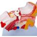 Human Anatomy Model Ear Model for Desktop 1.5 Times its Size NATU Medical Training Support - Buy Online on SooperMarket.com