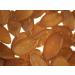 Buy Bremer Gew rzhandel Styrian Pumpkin Seeds - 250g | Medicinal & Crunchy Pumpkin Seeds from Styria Perfect for Snacking & Cooking - Buy Online on SooperMarket.com