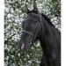 Riving World Bridon French noseband yellow brown horse